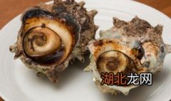 螺怎么煮 海螺的煮法