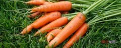 胡萝卜素被称为什么 胡萝卜素有什么之称