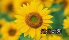 形容向日葵的abb词语 abb式的词语描写太阳